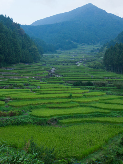 棚田風景